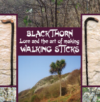 Blackthorn Lore and the art of making Walking Sticks